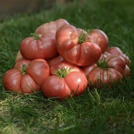 Big Brandy, (F1) Tomato Seeds